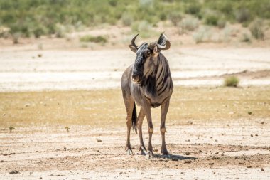 Mavi wildebeest ayakta kum.