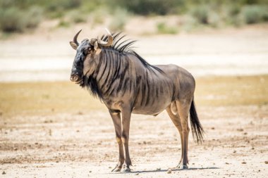 Mavi wildebeest ayakta kum.