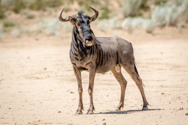 Mavi wildebeest ayakta kum.