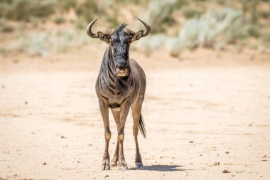 Mavi wildebeest ayakta kum.