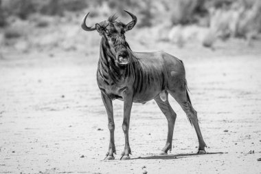 Mavi wildebeest ayakta kum.