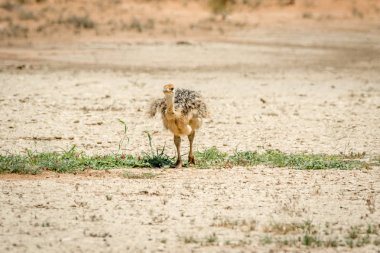 Devekuşu civciv kuma yürüyüş.