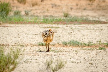 Devekuşu civciv kuma yürüyüş.