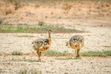 Devekuşu civciv kuma yürüyüş.