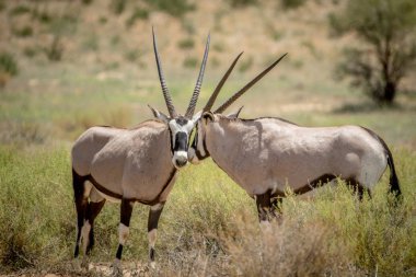 İki Gemsboks içinde Kalagadi bağ.