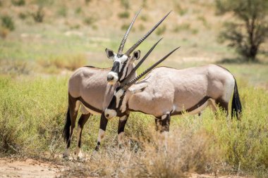 İki Gemsboks içinde Kalagadi bağ.