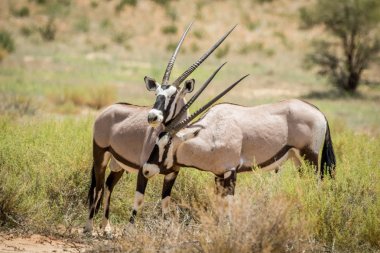 İki Gemsboks içinde Kalagadi bağ.