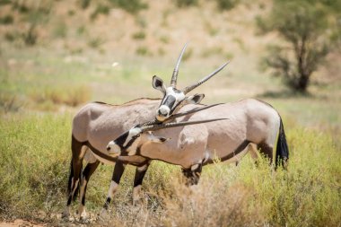 İki Gemsboks içinde Kalagadi bağ.