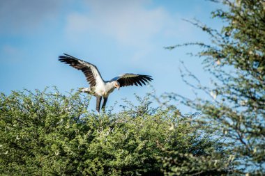Sekreter kuşu bir ağacı Kalagadi şeklinde.