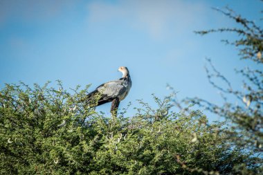 Sekreter kuşu bir ağacı Kalagadi şeklinde.