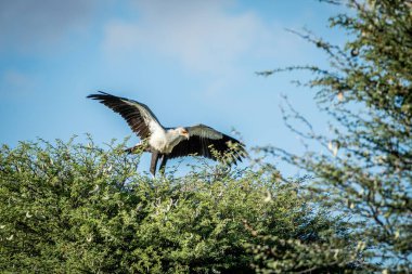 Sekreter kuşu bir ağacı Kalagadi şeklinde.