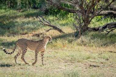 Cheetah Kalagadi çimlere yürüyüş.