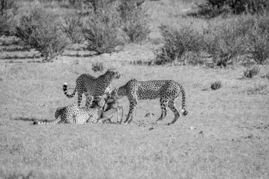 Springbok öldürmek üç çita.