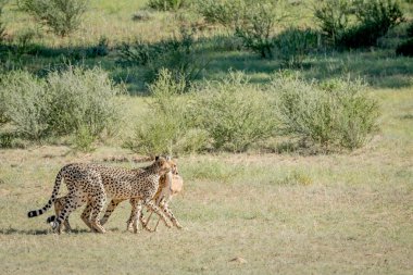 Springbok öldürmek üç çita.