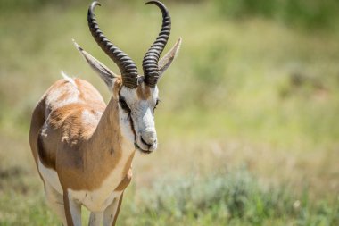 Springbok Kalagadi içinde yakın çekim.