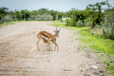 Bir çakıl yol emdikleri genç Springbok buzağı.