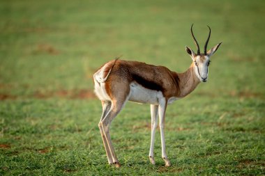 Springbok ayakta çim.
