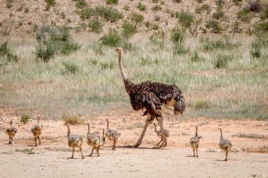 Anne devekuşu civciv dolu.
