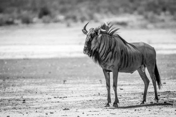 Blue wildebeest στέκεται στην άμμο. — Φωτογραφία Αρχείου