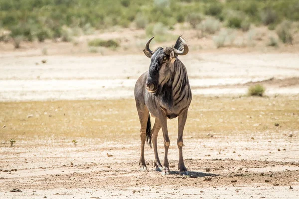 Mavi wildebeest ayakta kum.