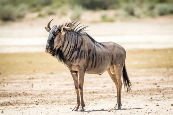 Blauwe gnoe staande in het zand. — Stockfoto