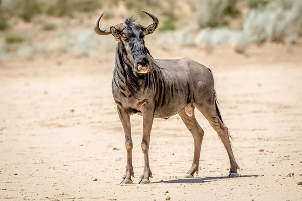 Mavi wildebeest ayakta kum.