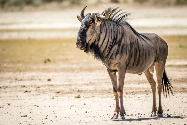 Mavi wildebeest ayakta kum.