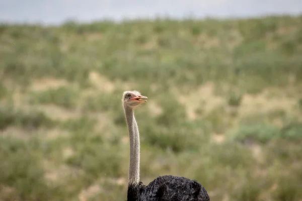 Крупный план страуса в Калагади . — стоковое фото