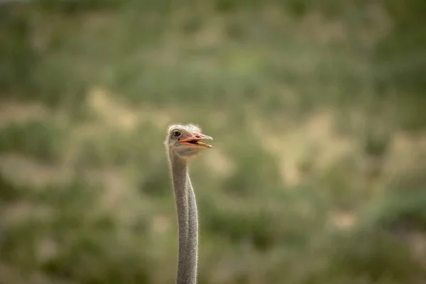 Close up of an Ostrich in the Kalagadi. — Stock Photo, Image