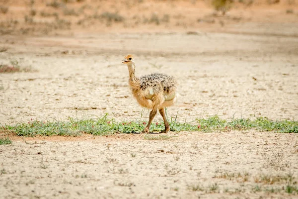 Devekuşu civciv kuma yürüyüş.