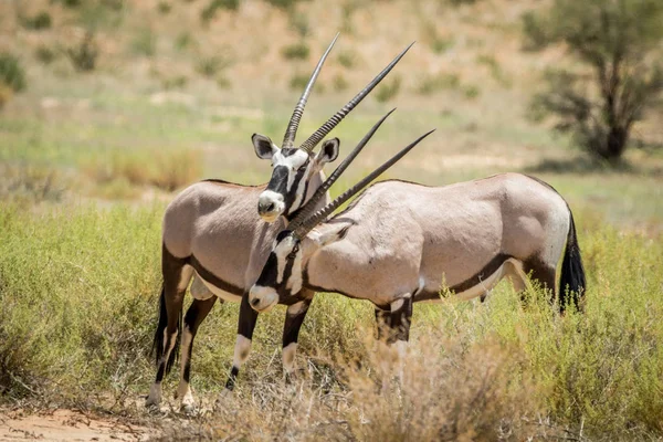 İki Gemsboks içinde Kalagadi bağ.