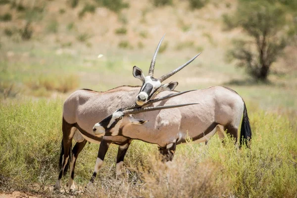 İki Gemsboks içinde Kalagadi bağ.