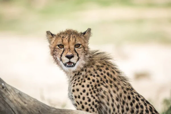 Jeune guépard avec la caméra . — Photo