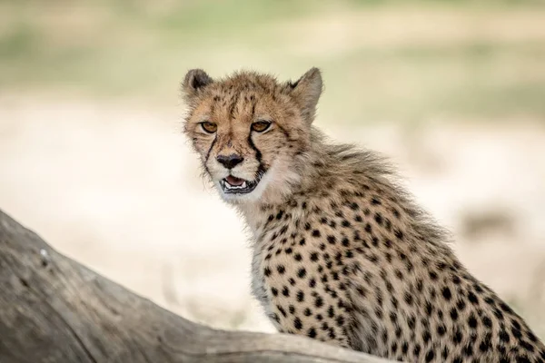 Jeune guépard regardant autour dans le Kalagadi . — Photo