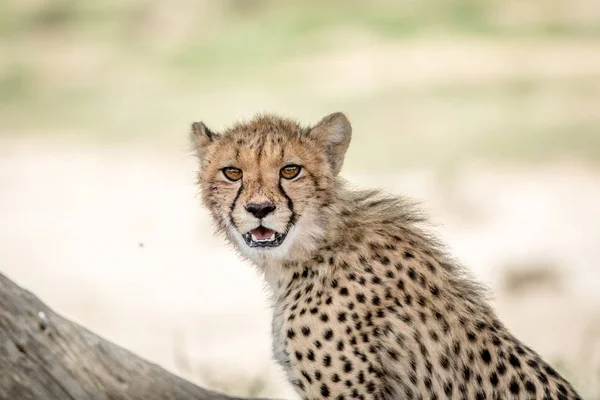 Junger Gepard starrt in die Kamera. — Stockfoto