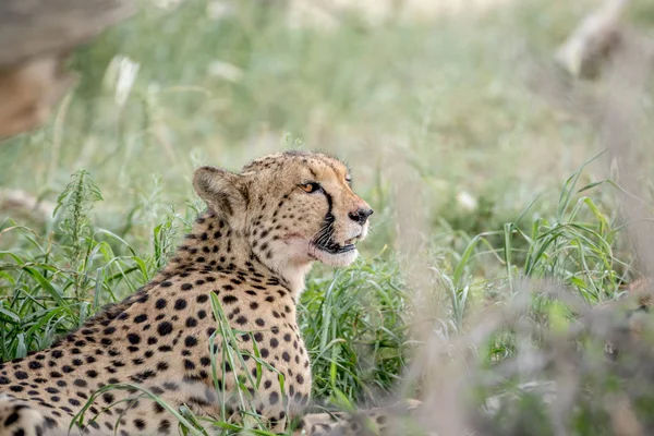 Perfil lateral de un guepardo en la hierba . — Foto de Stock