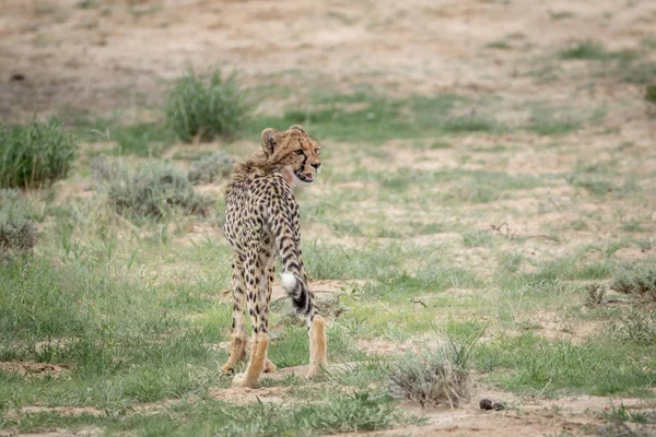 Genç Cheetah ayakta çim. — Stok fotoğraf