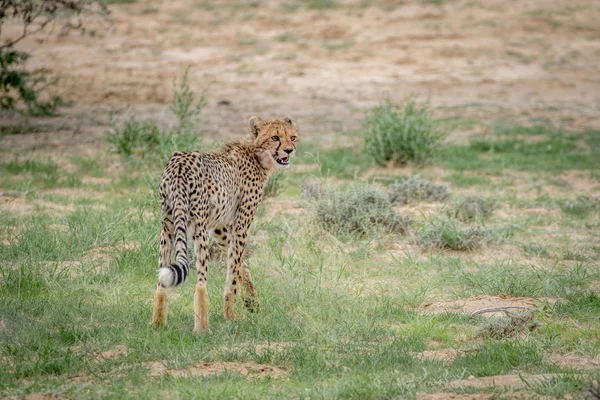 Gepard mladá stojící v trávě. — Stock fotografie