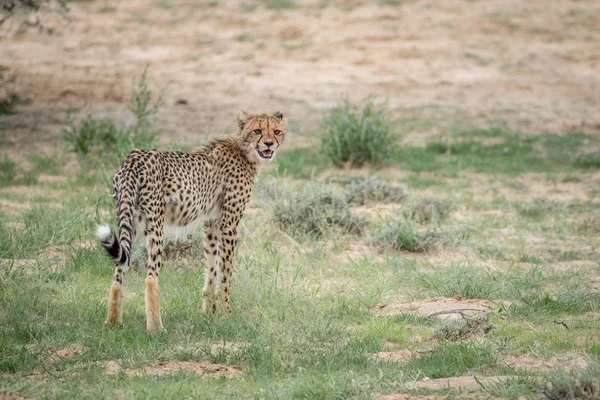 Νέοι Cheetah στέκεται στο γρασίδι. — Φωτογραφία Αρχείου