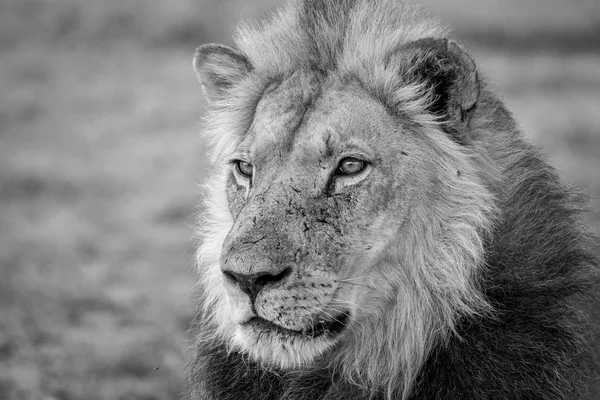 黒と白のライオンの横顔. — ストック写真