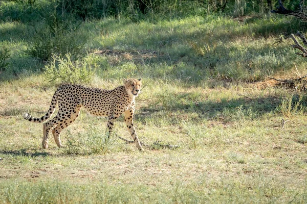 Cheetah caminando en la hierba en Kalagadi . — Foto de Stock