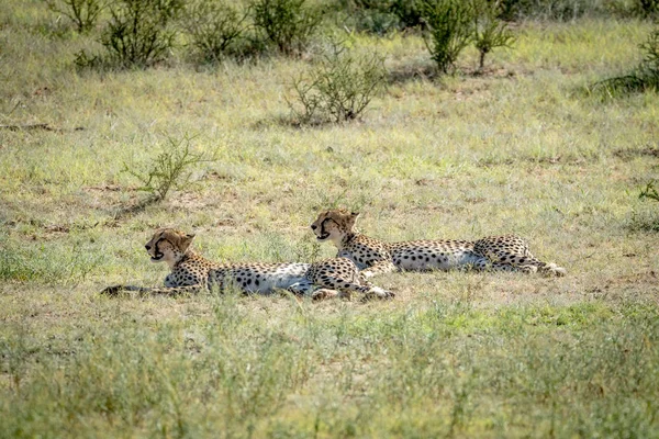 Dos guepardos tirados en la hierba . — Foto de Stock