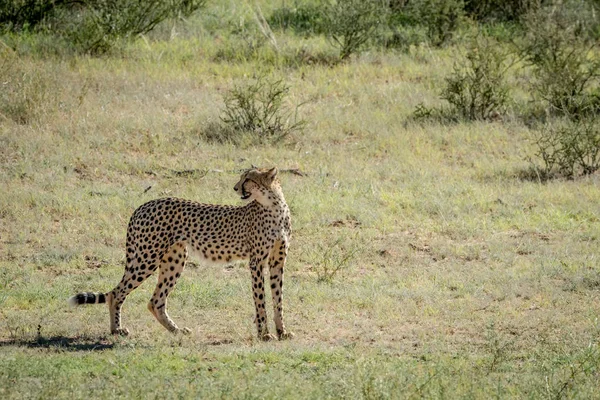 Cheetah terugkijken in de Kalagadi. — Stockfoto