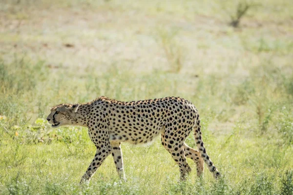 Gepard, chůze v trávě v Kalagadi. — Stock fotografie