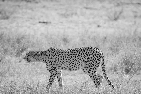 Cheetah che cammina nell'erba a Kalagadi . — Foto Stock
