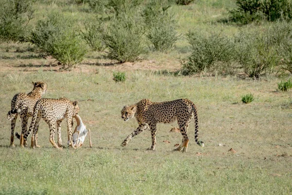 Springbok öldürmek üç çita. — Stok fotoğraf