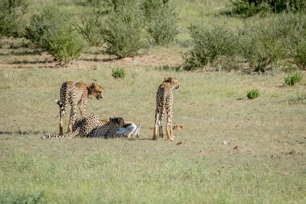 スプリングボック殺すの 3 つのチーター. — ストック写真