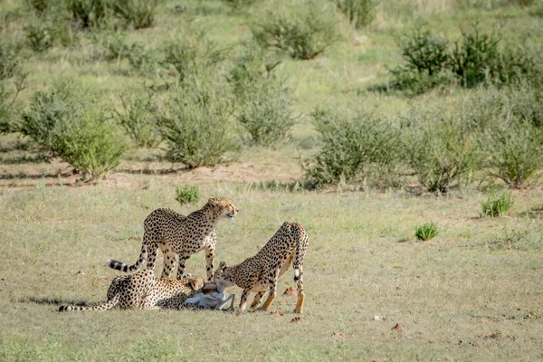 Tři gepardi na Springbok kill. — Stock fotografie
