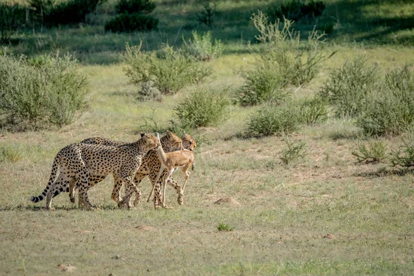 Tři gepardi na Springbok kill. — Stock fotografie