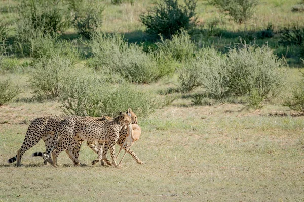 Three Cheetahs on a Springbok kill. — Stock Photo, Image
